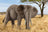 Schleich Wild Life - African Elephant Female