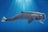 Schleich Wild Life - Sperm Whale