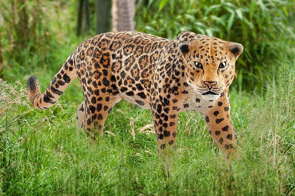 Schleich Wild Life - Jaguar