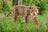 Schleich Wild Life - Jaguar