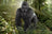 Schleich Wild Life - Gorilla Male