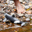 Schleich Wild Life - Killer Whale