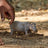 Schleich Wild Life - Hippopotamus
