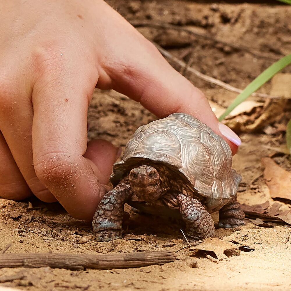 Schleich Wild Life - Giant Tortoise