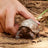 Schleich Wild Life - Giant Tortoise