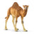 Schleich Wild Life - Dromedary