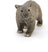 Schleich Wild Life - Wombat
