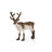 Schleich Wild Life - Reindeer