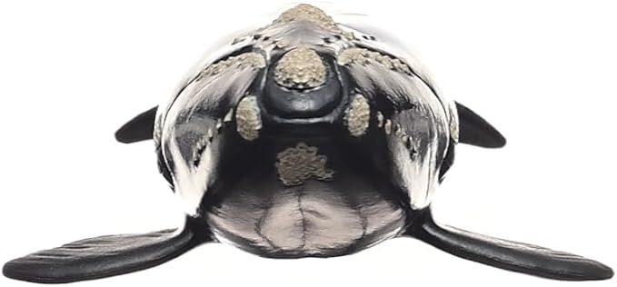 Schleich Wild Life - North Atlantic Right Whale