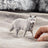 Schleich Wild Life - Arctic Wolf