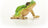 Schleich Wild Life - European Tree Frog