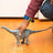 Schleich Dinosaurs - Brontosaurus