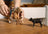 Schleich - Western Riding Adventures