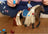 Schleich Horse Club - Sofia's Beauties Leo & Rocky Starter Set