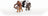 Schleich Wild Life - Asia Starter Set