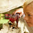 Schleich Dinosaurs - Tyrannosaurus Rex Red Exclusive
