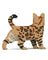 Jekca Animals - Bengal Cat 4-in-1