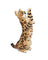 Jekca Animals - Bengal Cat 4-in-1