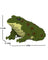 Jekca Animals - Frog 9cm