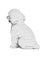 Jekca Animals - Toy Poodle White 20cm