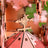 Rolife Wooden Model - DIY 3D Wooden Puzzle Sakura Tree House