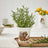Royal Worcester Wrendale Herb Pot - New Beginnings
