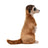 Wild Republic Cuddlekins - Meerkat 12inch
