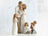 Willow Tree Family Grouping - Family 16