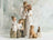 Willow Tree Family Grouping - Family 58