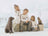 Willow Tree Family Grouping - Family 80