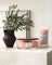 WoodWick Candle - Large Sheer Tuberose